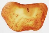 Detailed Fossil Barklouse (Archipsocidae?) In Baltic Amber #325451-1
